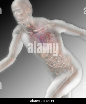 Illustration of a running male anatomical model Stock Photo