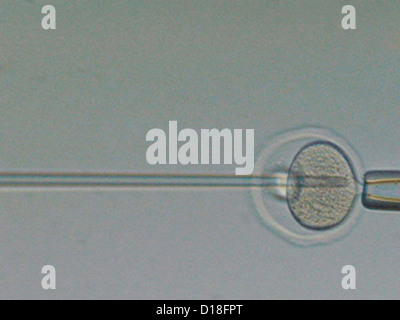 In vitro fertilization of an egg Stock Photo