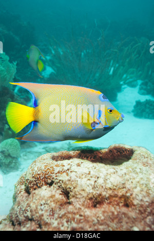 Angelfish swimming at underwater reef Stock Photo