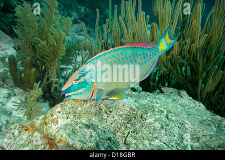 Parrotfish swimming at underwater reef Stock Photo