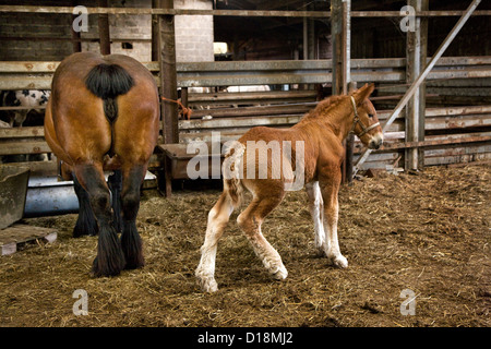 Foal and mare Belgian draft horse / Belgian Heavy Horse / Brabançon / Brabant in stable, Belgium Stock Photo