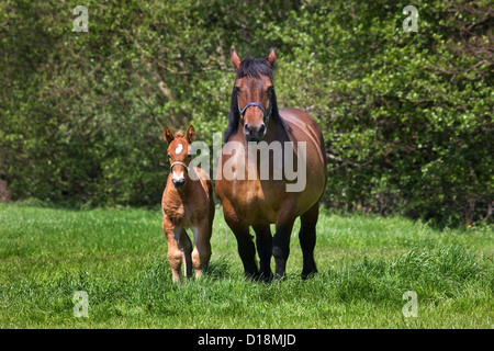 Foal and mare Belgian draft horse / Belgian Heavy Horse / Brabançon / Brabant, draft horse breed in Belgium Stock Photo