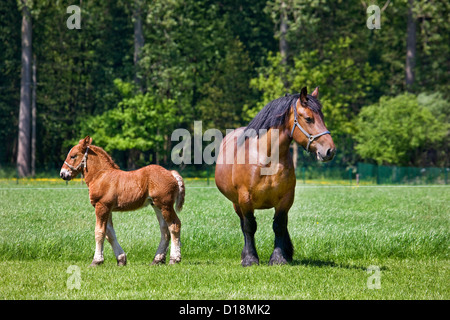 Foal and mare Belgian draft horse / Belgian Heavy Horse / Brabançon / Brabant, draft horse breed in Belgium Stock Photo