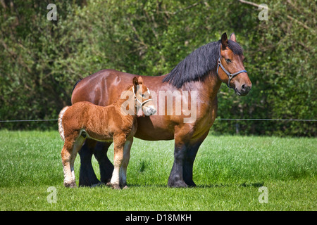 Foal and mare Belgian draft horse / Belgian Heavy Horse / Brabançon / Brabant, draft horse breed in Belgium Stock Photo