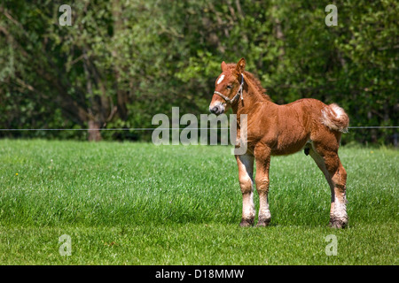 Belgian draft horse / Belgian Heavy Horse / Brabançon / Brabant, foal in pasture, Belgium Stock Photo