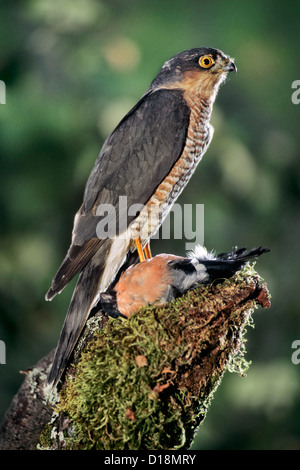 Eurasian / Northern Sparrowhawk (Accipiter nisus) eating killed Common Bullfinch (Pyrrhula pyrrhula) on tree stump in forest Stock Photo
