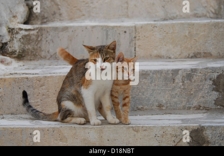 kitten and mother, caress one another, side by side one a step, Cyclades, Greece, Non-pedigree Shorthair, felis silvestris forma Stock Photo