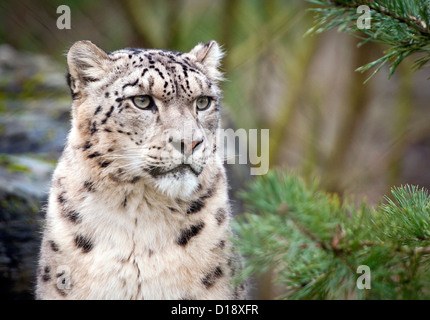 Male snow leopard Stock Photo