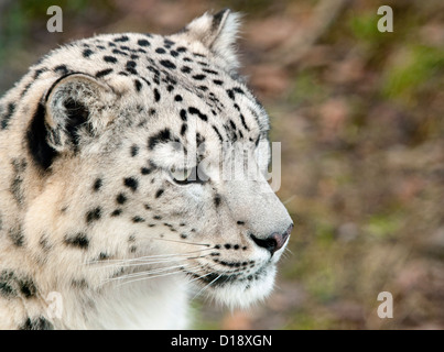 Female snow leopard (profile) Stock Photo