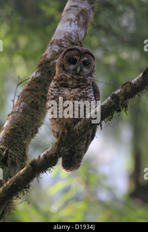 Northern spotted owl (Strix occidentalis) perched on a branch. Stock Photo