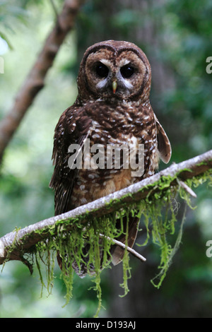 Northern spotted owl (Strix occidentalis) perched on a branch. Stock Photo