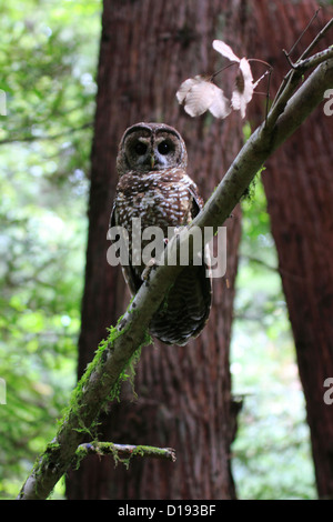 Northern spotted owl (Strix occidentalis) perched on a branch. Stock Photo