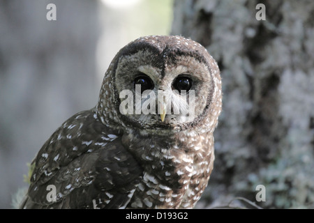 Northern spotted owl (Strix occidentalis) perched on a branch. Stock Photo