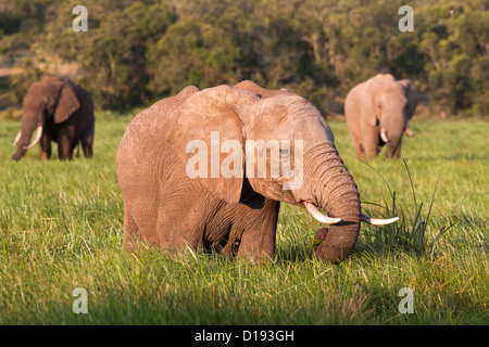Elephants feeding in the marsh (Loxodonta africana), Ol Pejeta conservancy, Laikipia, Kenya, Africa, September 2012 Stock Photo