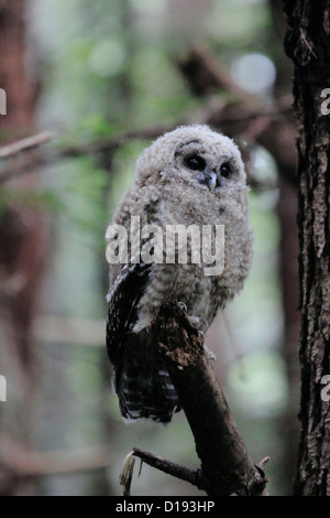 Northern spotted owl (Strix occidentalis) fledgling perched on a branch. Stock Photo