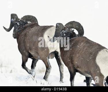 Two bighorn rams walking away through the deep winter snow. Stock Photo