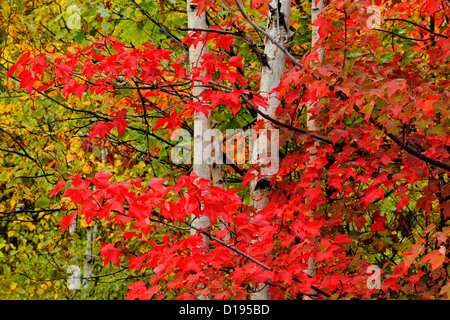 Red maple tree among white birch tree trunks, Greater Sudbury, Ontario ...