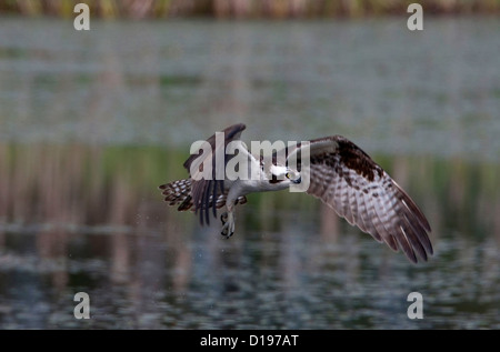 Osprey (Pandion haliaetus) in flight over lake at Buttertubs Marsh, Nanaimo, Vancouver Island,  BC, Canada in May Stock Photo
