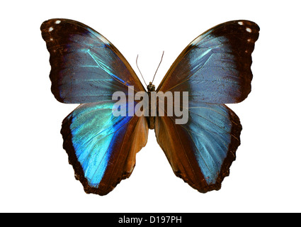 Deidamia Morpho, Morpho deidamia, Nymphalidae. A Neotropical butterfly found in South and Central America. Stock Photo