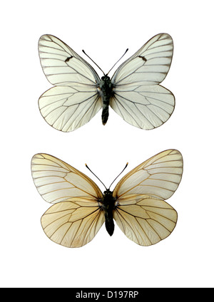 Black-veined White Butterflies, Aporia crataegi, Pieridae, Lepidoptera. Male (top), Female (bottom). Stock Photo