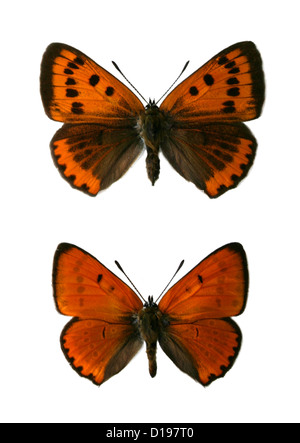 Large Copper Butterflies, Lycaena dispar, Lycaenidae, Lepidoptera. (Top) Female, (Bottom) Male Stock Photo