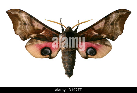Eyed Hawk-moth, Smerinthus ocellata, Sphinginae, Sphingidae, Lepidoptera. Male. Stock Photo