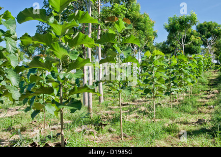 Young Teak plantation 'Tectona grandis'. Stock Photo