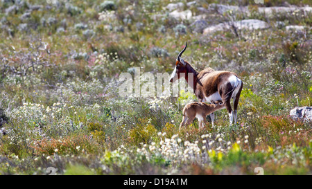 Endemic to South Africa, the bontebok antelope (Damaliscus pygargus dorcas) has been brought back from the verge of extinction. Stock Photo