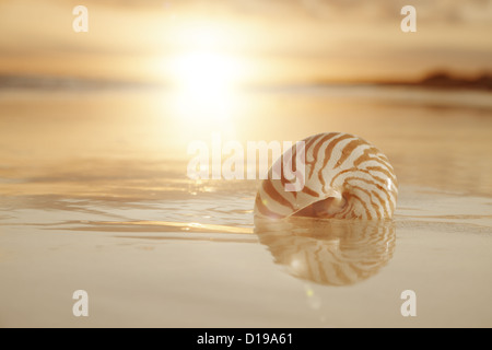 golden sunrise and nautilus shell in the sea Stock Photo