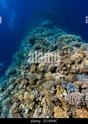 Distant SCUBA divers swim along a hard coral ridge in deep water in the Egyptian Red Sea Stock Photo
