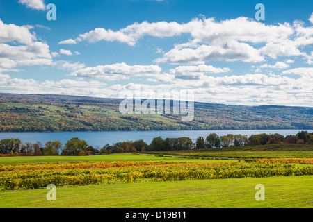 Fall grape vineyards on Seneca Lake in the Finger Lakes region of New York state Stock Photo