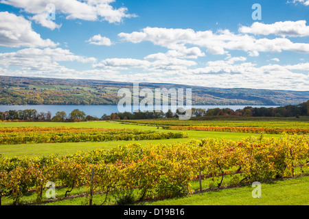 Fall grape vineyards on Seneca Lake in the Finger Lakes region of New York state Stock Photo