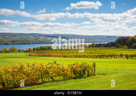 Fall grape vineyards on Seneca Lake in the Finger Lakes region of New York state Stock Photo