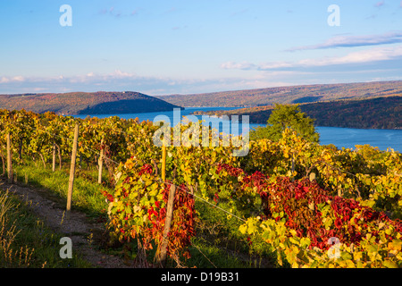 Fall grape vineyards on Keuka Lake in the Finger Lakes region of New York state Stock Photo