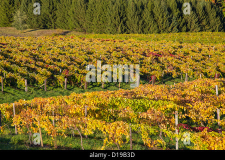 Fall grape vineyards on Keuka Lake in the Finger Lakes region of New York state Stock Photo