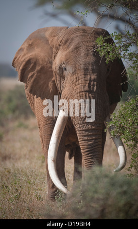 Huge bull elephant with big tusks Stock Photo