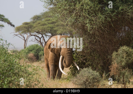 Massive African bull elephant with huge tusks Stock Photo