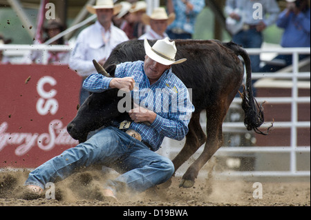 Steer wrestling event at the Calgary Stampede rodeo held every July Stock Photo
