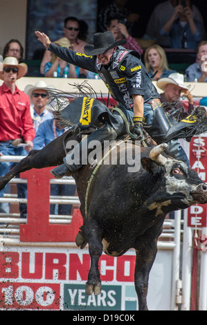 Bull riding event at the Calgary Stampede rodeo held every July Stock Photo