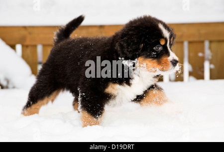 Isolated bernese mountain dog puppet run through snow Stock Photo