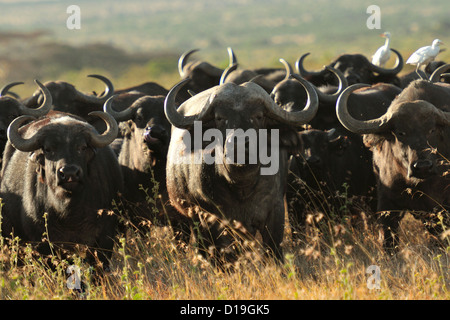 Black Buffalo, Syncerus caffer, Bovidae, Mugie Sanctuary, Kenya, Africa Stock Photo