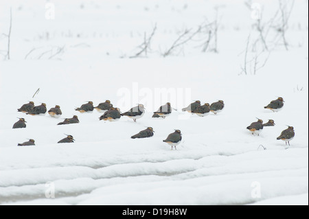 northern lapwings (vanellus vanellus) on snow covered field, niedersachsen, germany Stock Photo