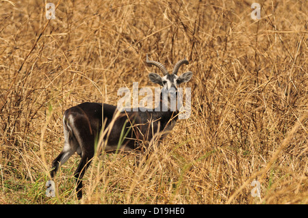 White-eared Kob Kobus kob leucotis, Bovidae, Gambela National Park