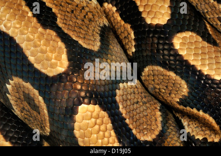 Asian Rock Python Python molurus "paradox" pattern,  Pytonidae Stock Photo