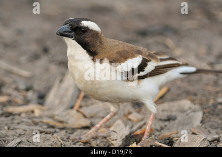 White-browed Sparrow-Weaver  Plocepasser mahali, Chawo Lake, Nechisar National Park, Arna Minch, Etiopia, Africa