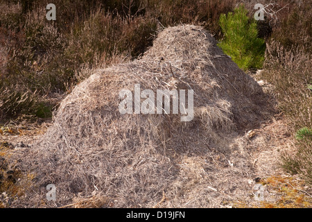 Wood Ant's nest (Formica rufa), Town Common Nature Reserve, Christchurch, Dorset, Uk Stock Photo