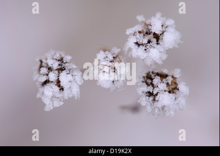 tansy (tanacetum vulgare) with ice crystals Stock Photo