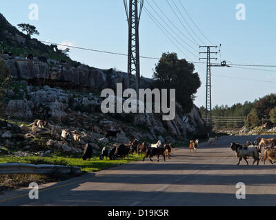 A herd of goats crosses a street on the outskirts of the Arab Christian village of Mi’ilya in the western Galilee. Mi’ilya, Israel. 11-Dec-2012.   Mi’ilya, an Arab village in the Western Galilee, has a population of 3,100 Melkite Christians belonging to the Greek Catholic Church tracing their history to 1st century Christians of Antioch, Turkey, where Christianity was introduced by St. Peter. Stock Photo