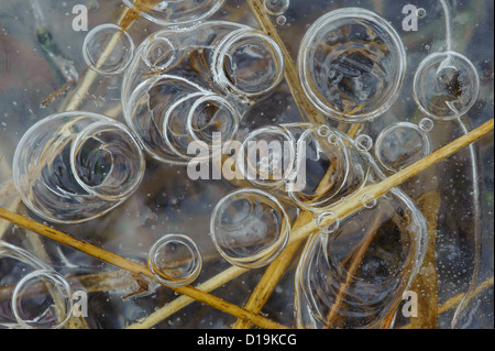 winter in the moor, goldenstedter moor, diepholzer moorniederung, niedersachsen, germany Stock Photo