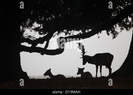 Fallow Deer Cervus dama Does and buck under holm oak in foggy evening light